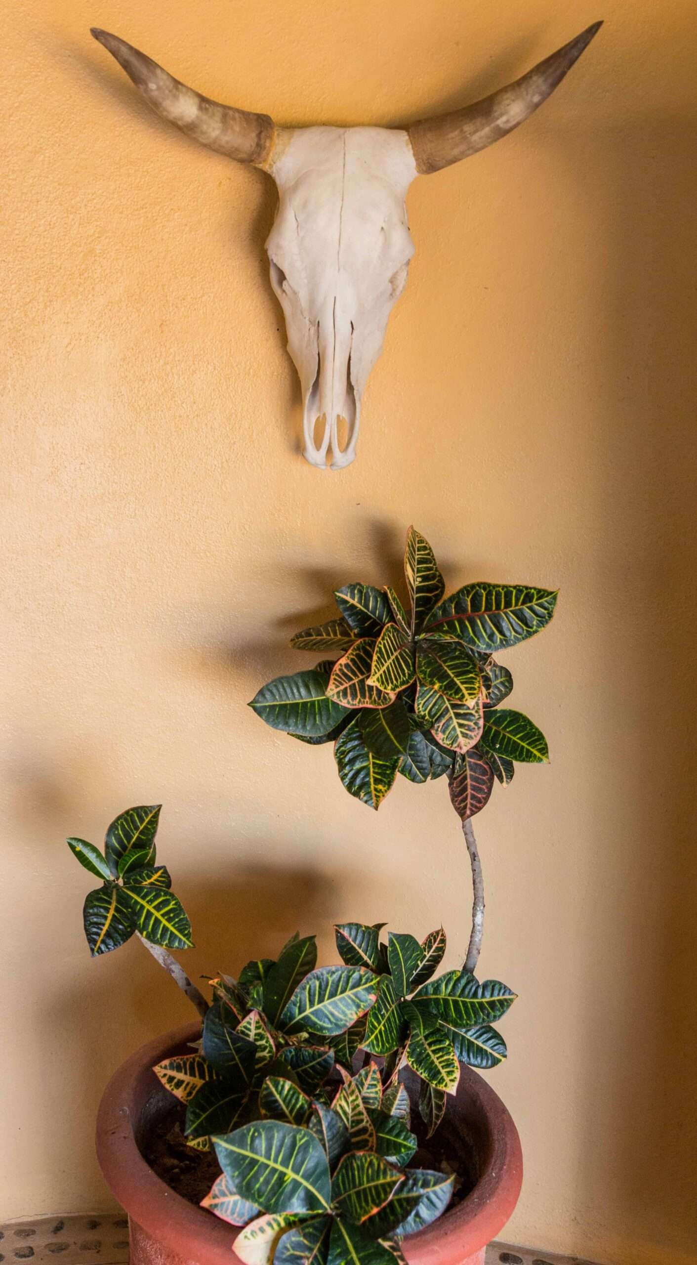 Villa Amor hotel in Sayulita, Mexico