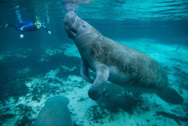 Read more about the article Swim With Manatees In Crystal River: All You Need To Know